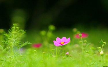 12141118_530961610403279_4497604327629752220_o